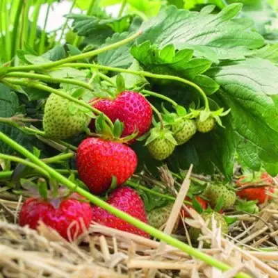 Клубника ЭЛЬСАНТА в Самохваловичи