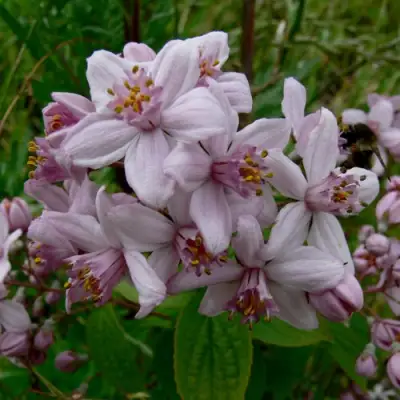 Дейция МОУНТ РОУЗ в Самохваловичи