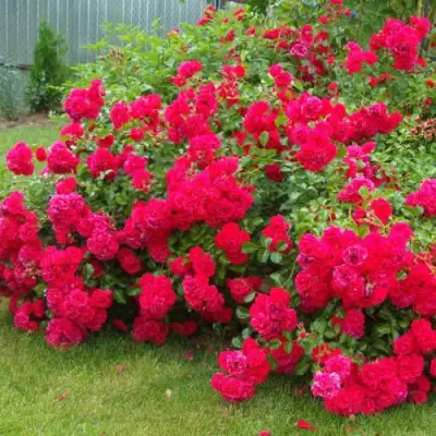 Роза РАДОСТЬ САДОВНИКА (ГАРТЕН ФРОЙДЕ) почвопокровная в Самохваловичи