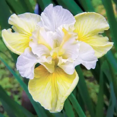 Ирис ЙЕЛЛОУ ТЕЙЛ сибирский в Самохваловичи