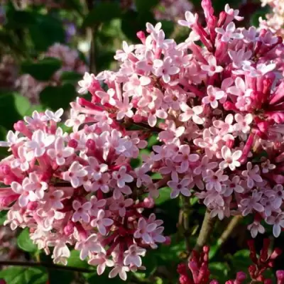 Сирень РЕД ПИКСИ в Самохваловичи