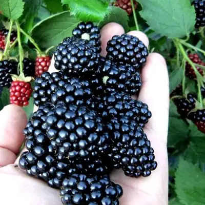 Ежевика ПОЛАР бесшипная  в Самохваловичи