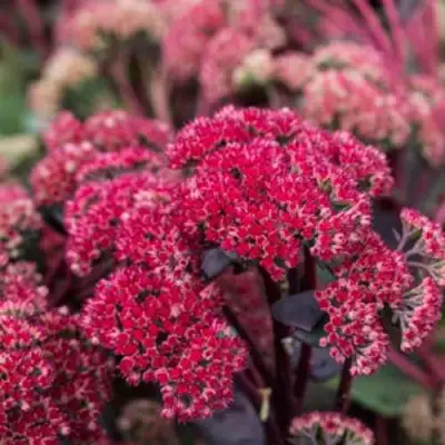 Очиток (седум) РЕД КАУЛИ в Самохваловичи