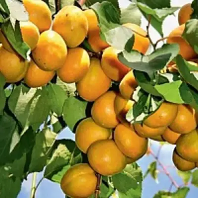 Абрикос БРЯНСКИЙ РАННИЙ в Самохваловичи