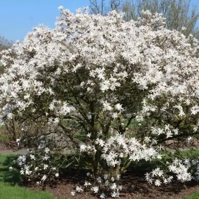 Магнолия КОБУС в Самохваловичи