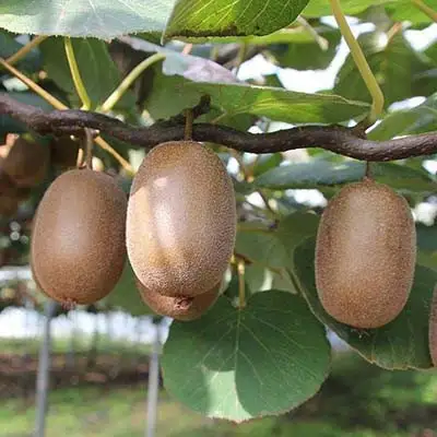 Актинидия ЗАКАРПАТЬЕ киви в Самохваловичи