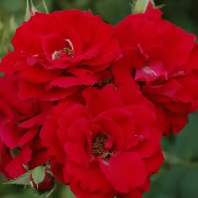 Роза ЧАМПЛЕЙН флорибунда в Самохваловичи