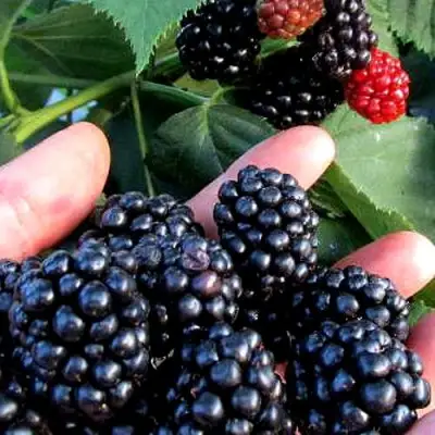 Ежевика ЭВЕРГРИН бесшипная  в Самохваловичи