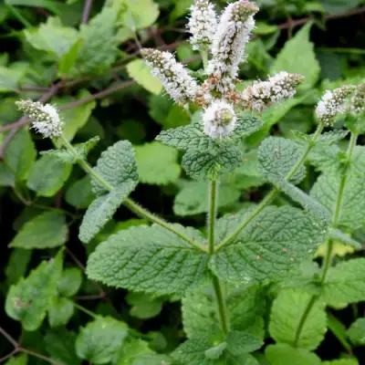 Мята яблочная в Самохваловичи