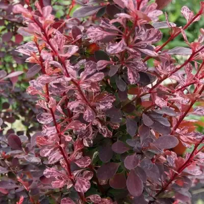 Барбарис РОУЗ ГЛОУ тунберга в Самохваловичи