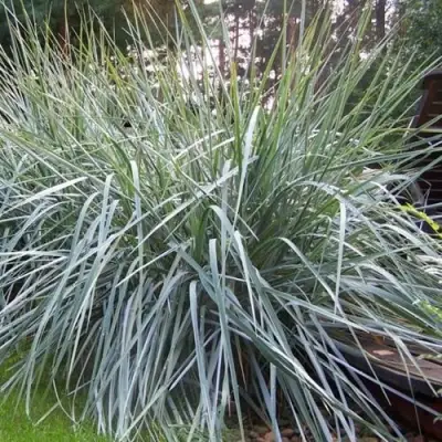 Элимус БЛЮ ДЮН песчаный в Самохваловичи