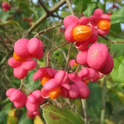 Бересклет ЕВРОПЕЙСКИЙ в Самохваловичи
