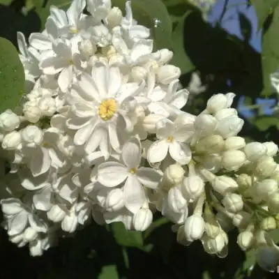 Сирень РОЧЕСТЕР в Самохваловичи