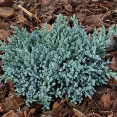 Можжевельник БЛЮ СПАЙДЕР чешуйчатый в Самохваловичи