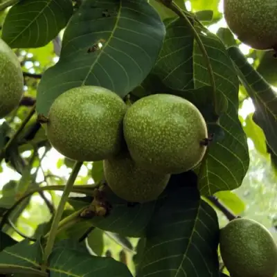 Грецкий орех ПИНСКИЙ в Самохваловичи