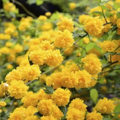 Керрия японская АУРЕОВАРИЕГАТТА в Самохваловичи