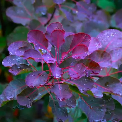Скумпия ГРЕЙС в Самохваловичи