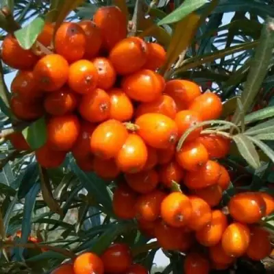 Облепиха ПЛАМЕННАЯ в Самохваловичи