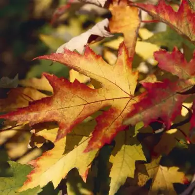 Клен серебристый в Самохваловичи