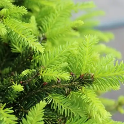 Ель НИДИФОРМИС обыкновенная в Самохваловичи