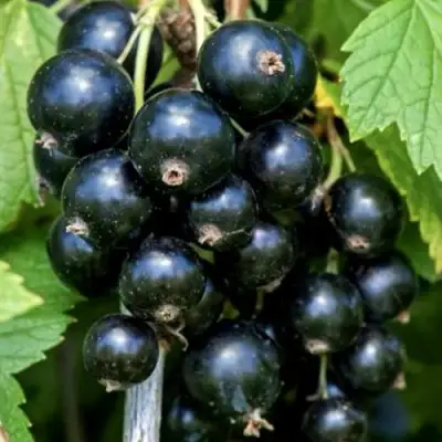 Смородина чёрная СЕЛЕЧЕНСКАЯ в Самохваловичи