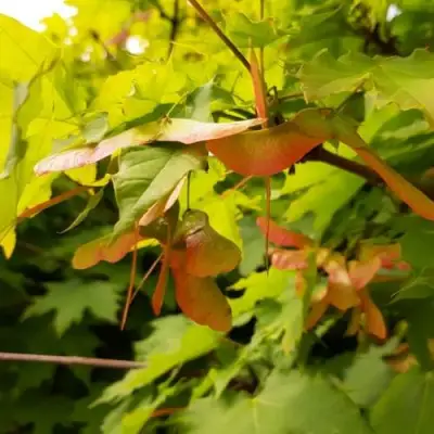 Клен ложноплатановый в Самохваловичи