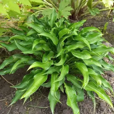 Хоста ГАРРИ ВАН ТРИЕР в Самохваловичи