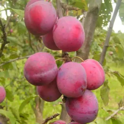 Слива ЭДИНБУРГСКАЯ в Самохваловичи