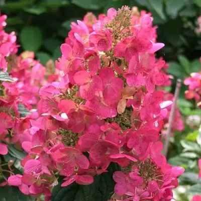 Гортензия МЕГА МИНДИ метельчатая в Самохваловичи