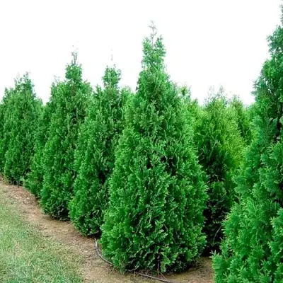 Туя СПИРАЛИС западная в Самохваловичи