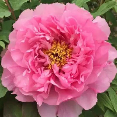 Пион РОЗОВЫЙ ЛОТОС древовидный в Самохваловичи