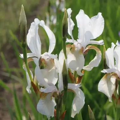 Ирис АЛЬБА сибирский в Самохваловичи