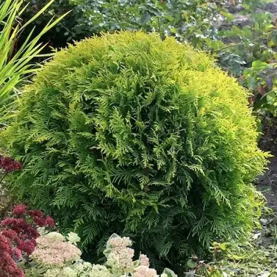 Туя ЕЛЛОУ ГЛОБ западная в Самохваловичи