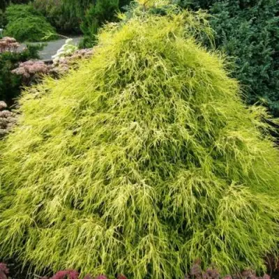 Кипарисовик ФИЛИФЕРА АУРЕА горохоплодный в Самохваловичи