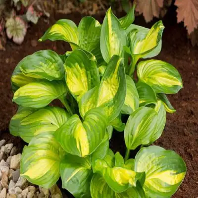 Хоста ЭМЕРАЛЬД ЧАРДЖЕР гибридная в Самохваловичи