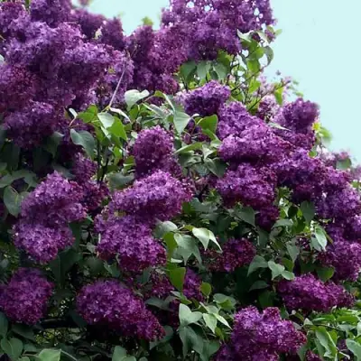 Сирень ИНДИЯ в Самохваловичи