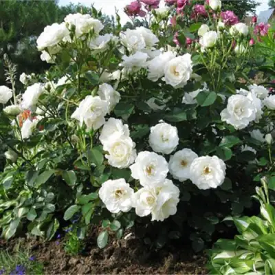 Роза АЛАБАСТЕР флорибунда в Самохваловичи