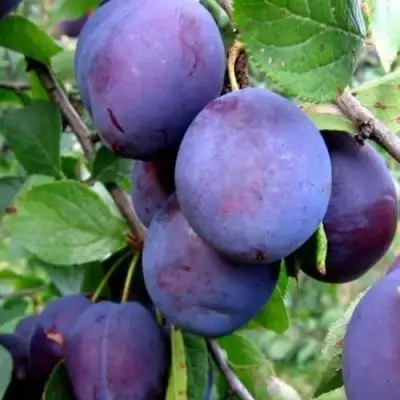 Слива ПЕРДРИГОН в Самохваловичи