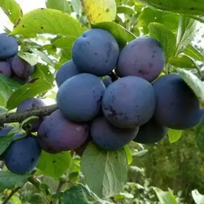 Слива КРОМАНЬ в Самохваловичи