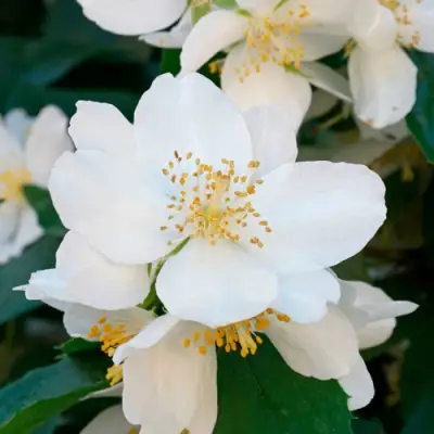 Жасмин ЮСТИНКА в Самохваловичи