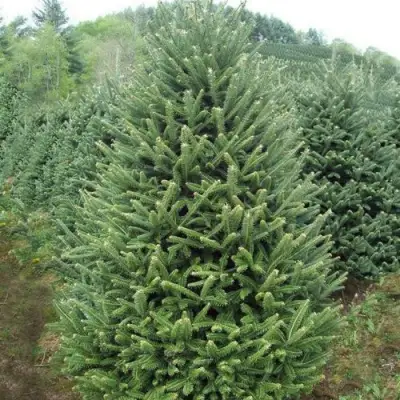 Пихта ФРАЗЕРА в Самохваловичи