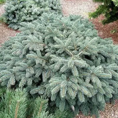 Ель НАНА сизая в Самохваловичи