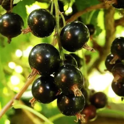 Смородина чёрная НАРА в Самохваловичи