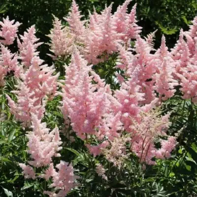 Астильба ГЛИТТЕР ЭНД ГЛАМУР китайская в Самохваловичи