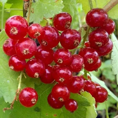 Смородина красная РОНДОМ в Самохваловичи