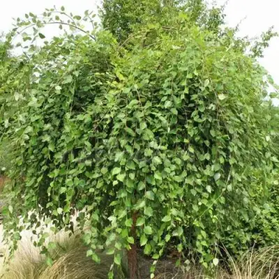 Береза САММЕР КАСКАД черная в Самохваловичи