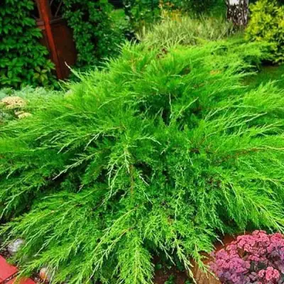 Можжевельник МИНТ ДЖУЛЕП средний в Самохваловичи