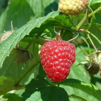 Малина КВЕЛЛИ в Самохваловичи