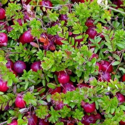 Клюква ПИЛИГРИМ в Самохваловичи