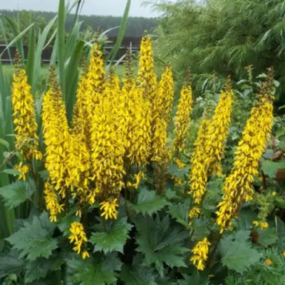 Бузульник ПРЖЕВАЛЬСКОГО в Самохваловичи